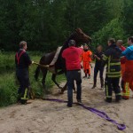 Räddning av större tamdjur