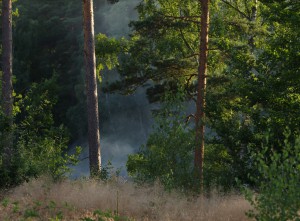 Brand längs Ronnebyån N Långgöl